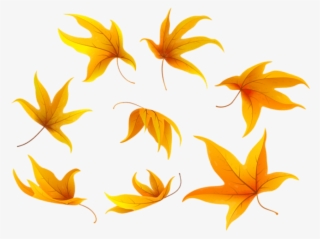 Fall Leaves Png - Portable Network Graphics #6011701