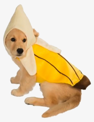 Banana Dog Costume - Golden Retriever Puppy Costume #6011969