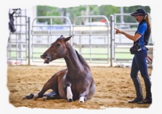 Follow Rumba On Facebook - Horse #6012683