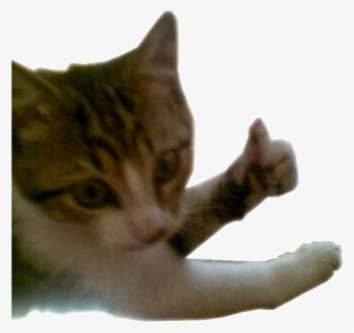 Catineo Gatinho Gato Catineo Felizineo Joinha Png Et - Joinha Png #6015023