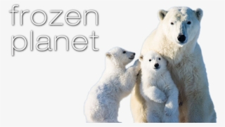 Frozen Planet Image - Polar Bears Right Or Left Handed #6015494