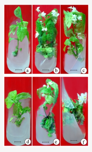 In Vitro Flowering From Axillary Bud And Leaf Explants - Vitro Flowering Of Brassica #6015705