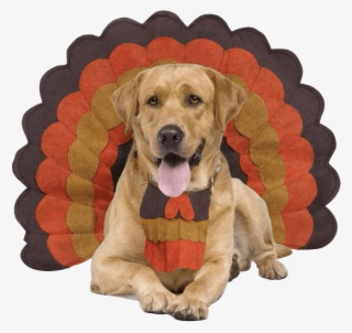 “just Because I'm In This Adorable Costume Doesn't - Dog Doors | Silver | Size Xlarge | Orvis #6019643