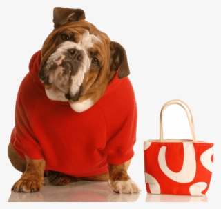 Wrinkles Wrinkly Dog - Cute Dog And Cat #6019945