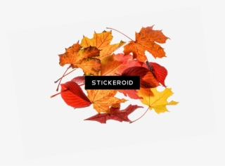 Autumn Leaves Collection - Leaf #6021240 Autumn Leaves Collection - Leaf #6021240