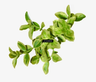 Red Autumn Leaf Leaves - Portable Network Graphics #6021447