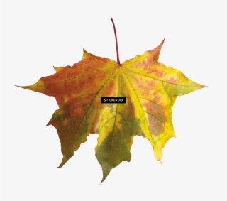 Red Autumn Leaf Leaves - Fall Leaf Transparent Background #6021661