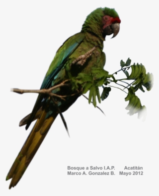 Ara Militaris, Ambas, Guacamaya Verde - Pinterest #6022179 Ara Militaris, Ambas, Guacamaya Verde - Pinterest #6022179