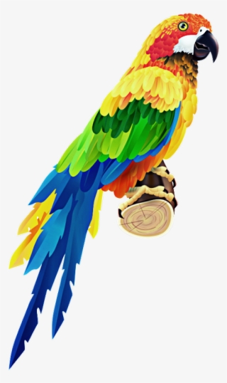 Parrot Psd #6022486