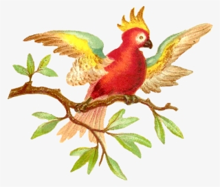 Antique Images Colorful Digital Clip Art Download - Parrot #6022637