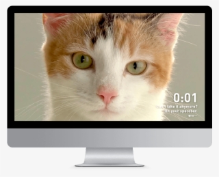 The Iams Cat Stare-off - Domestic Short-haired Cat #6022969