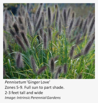 Image Result For Pennisetum Varieties Grasses, Herbs - Pennisetum Ginger Love #6023507