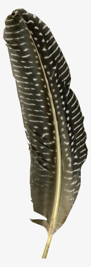 Turkey Feather Png Stock - Indias Environmental History-a Reader #6023635