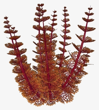 Redwort - Wiki #6023927