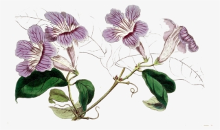 Violet - Art Print: Miss Drake #45b, 17x11in. #6024100