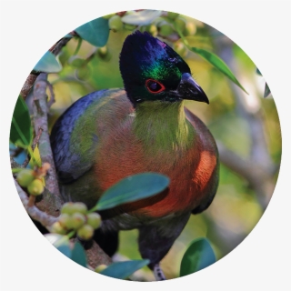 Purple-crested Turaco - African Harrier-hawk #6024168