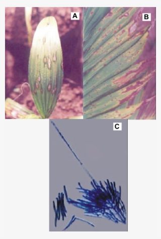 Sintomas De Cylindrocladium Pteridis Em Palmeiras Ornamentais - Cylindrocladium Pteridis #6027303