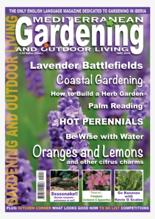 Click Image For Gallery - Lavender Flowers #6027428