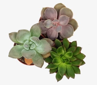 Winter Glow Trio - Dark #6029123