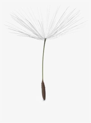 White Dandelion Png #6034687 White Dandelion Png #6034687