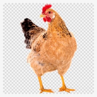 Chicken Pic Png Clipart Leghorn Chicken Clip Art - Hen Chicken Hen Png #6035095
