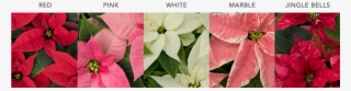 Wholesalepoinsettias Poinsettiacolours - Poinsettia #6046348