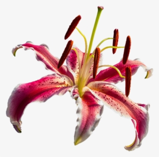 Lirio Vermelho Png #6051101