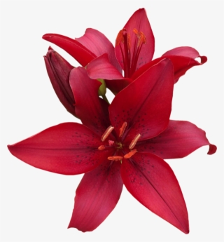 Red Lilies - Flower #6051331