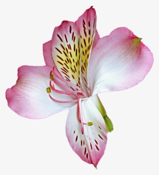 Lily Transparent Pink Png Royalty Free Library - Astro Lily #6051642