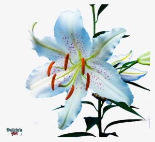 Flower Stargazer Daylily Golden Rayed Goldenrayed #6051925