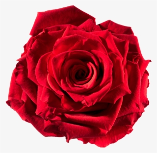Preserved Rose Red-passion - Rose Cut Out #6054097