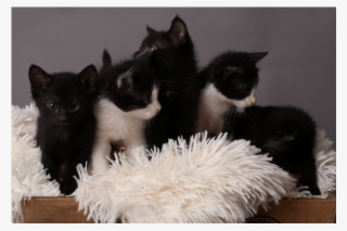 Photo Of Jackson Storm Nc689 - Black Cat #6056953