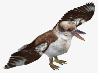 Laughing Kookaburra - Kookaburra Png #6057184