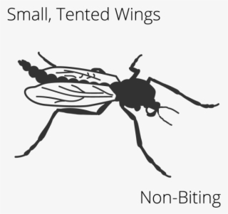 Midge Dry/adult #6058310