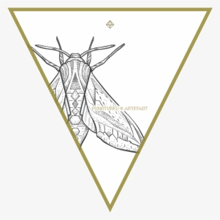 Shop - Net-winged Insects #6058376