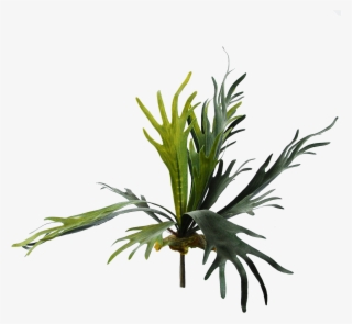 Fern.png #6059195 Fern.png #6059195