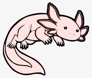 Axolotl #6061427
