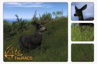 Description - Hunter Mule Deer #6061538