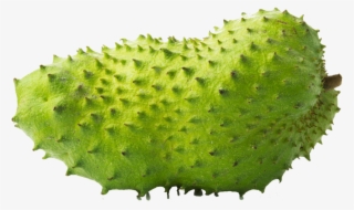 Soursop Png #6062637 Soursop Png #6062637