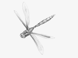 Image Royalty Free Library Insect Animal Magic Poems #6065381