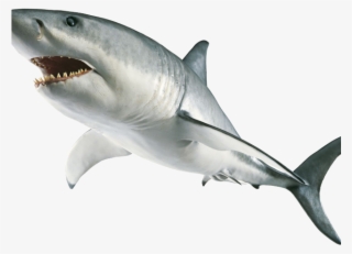 Hammerhead Shark Clipart Transparent Background - Shark Book #6065494