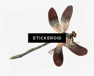 Single Dragonfly - Dragonfly #6066033