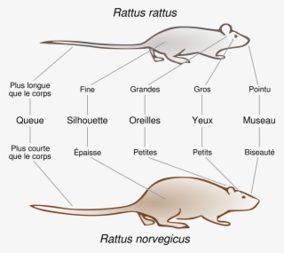 Open - Différence Entre Une Souris Et Un Rat #6071194