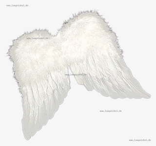 Autumn Maple Tree With Red - Pigeons And Doves #6071356