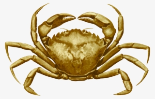 Dungeness Crab Freshwater Crab European Green Crab - European Green Crab Outline #6075436