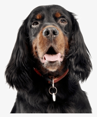 Gordon Setter #6075543