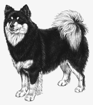 Finnish Lapphund Transparent #6075704
