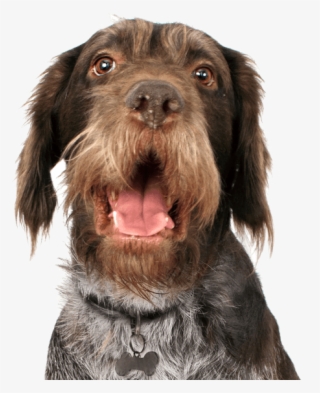 German Wirehaired Pointer #6080407
