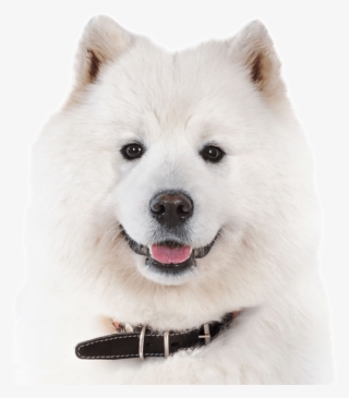 Samoyed - Canadian Eskimo Dog #6080579