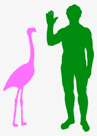 A Typical Greater Flamingo And A Human - Haast Eagle Size Comparison #6080733